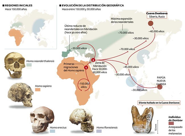 Evolución humana