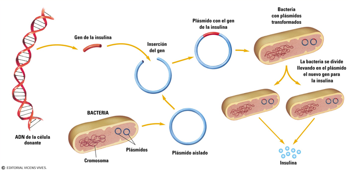 insulina