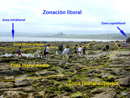 zonación litoral