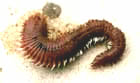 anlido