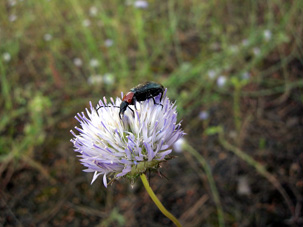 escarabajo