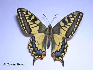 mariposa