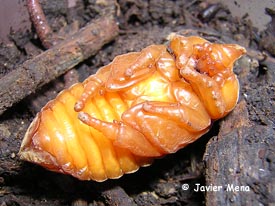 pupa