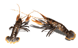artrpodo