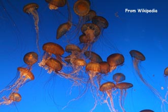 jellyfish
