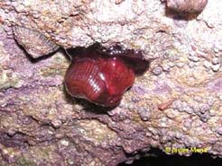 cnidario