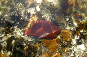 cnidario