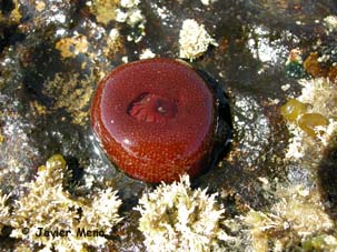 cnidario