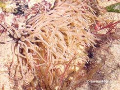 cnidario