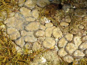 cnidario