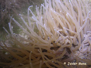 cnidario