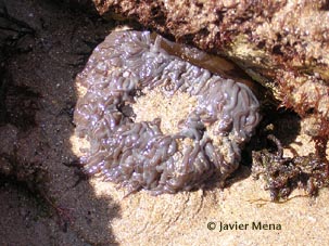 cnidario
