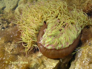 cnidario