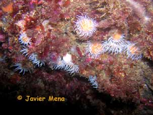cnidario