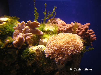 cnidario