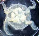 cnidario