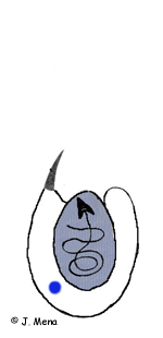 animación cnidoblasto