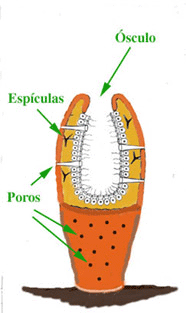anatomía esponja