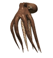 gif animado pulpo