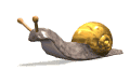 caracol
