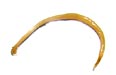 nematodo