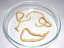 nematodo