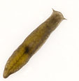 platelminto