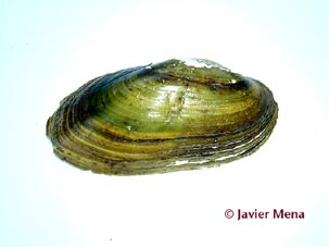 almeja de rio