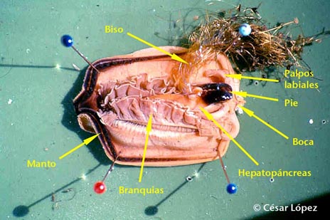 anatom&iacute;a bivalvo