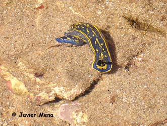 nudibranquio