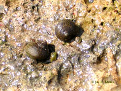 bigaros