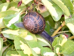 caracol