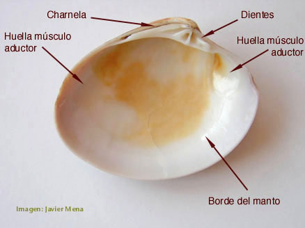 partes concha bivalvo