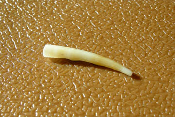 escafpodo