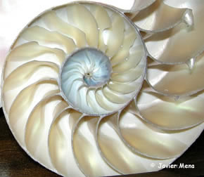 molusco