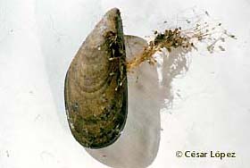 mejill&oacute;n y biso