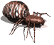 spider gif