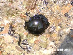 sea anemone