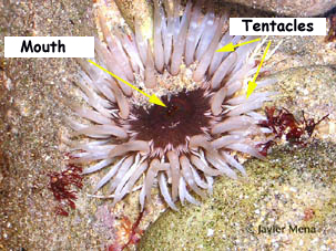 form polyp
