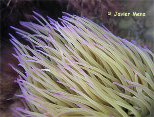 sea anemone tentacles