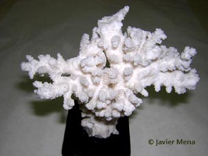 coral