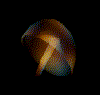 jellyfish gif