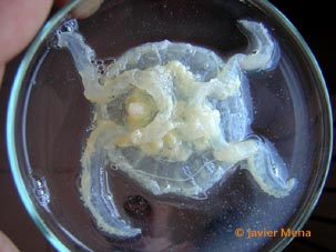 jellyfish