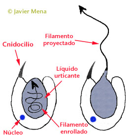 stinging cells (nematocysts)