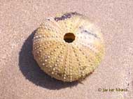 sea urchin calcareus shell