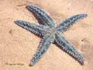 echinoderm