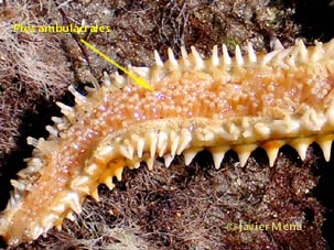 starfish tube feet