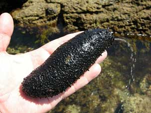 sea cucumber on the hand