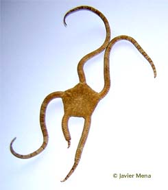 brittle star