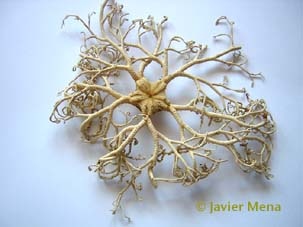basket star
